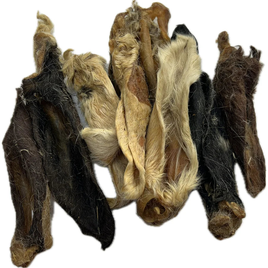 Hairy Lamb Ear